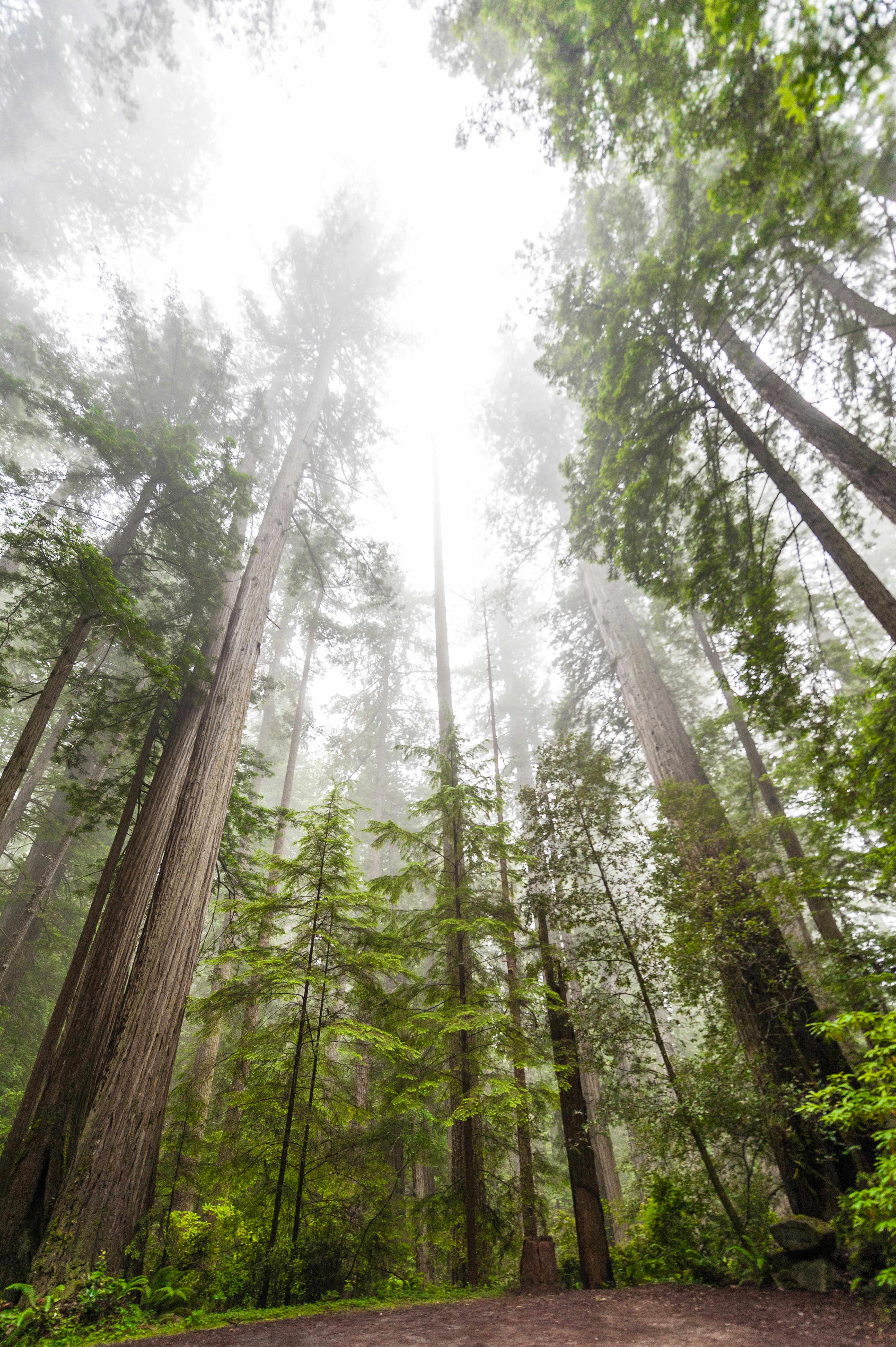 Redwood forest canopy